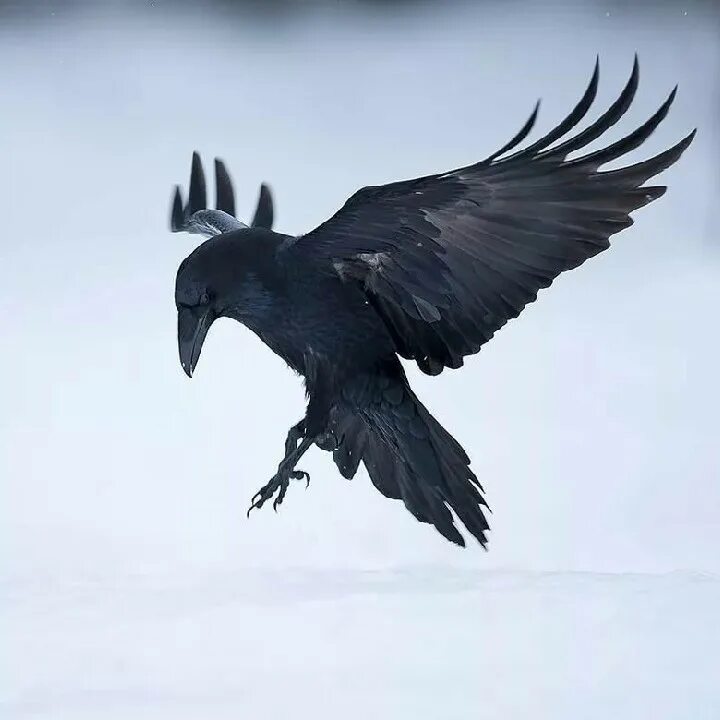 лепка птицы. толстая ворона. уличные птицы. ворон principalis. новокаледонская галка.