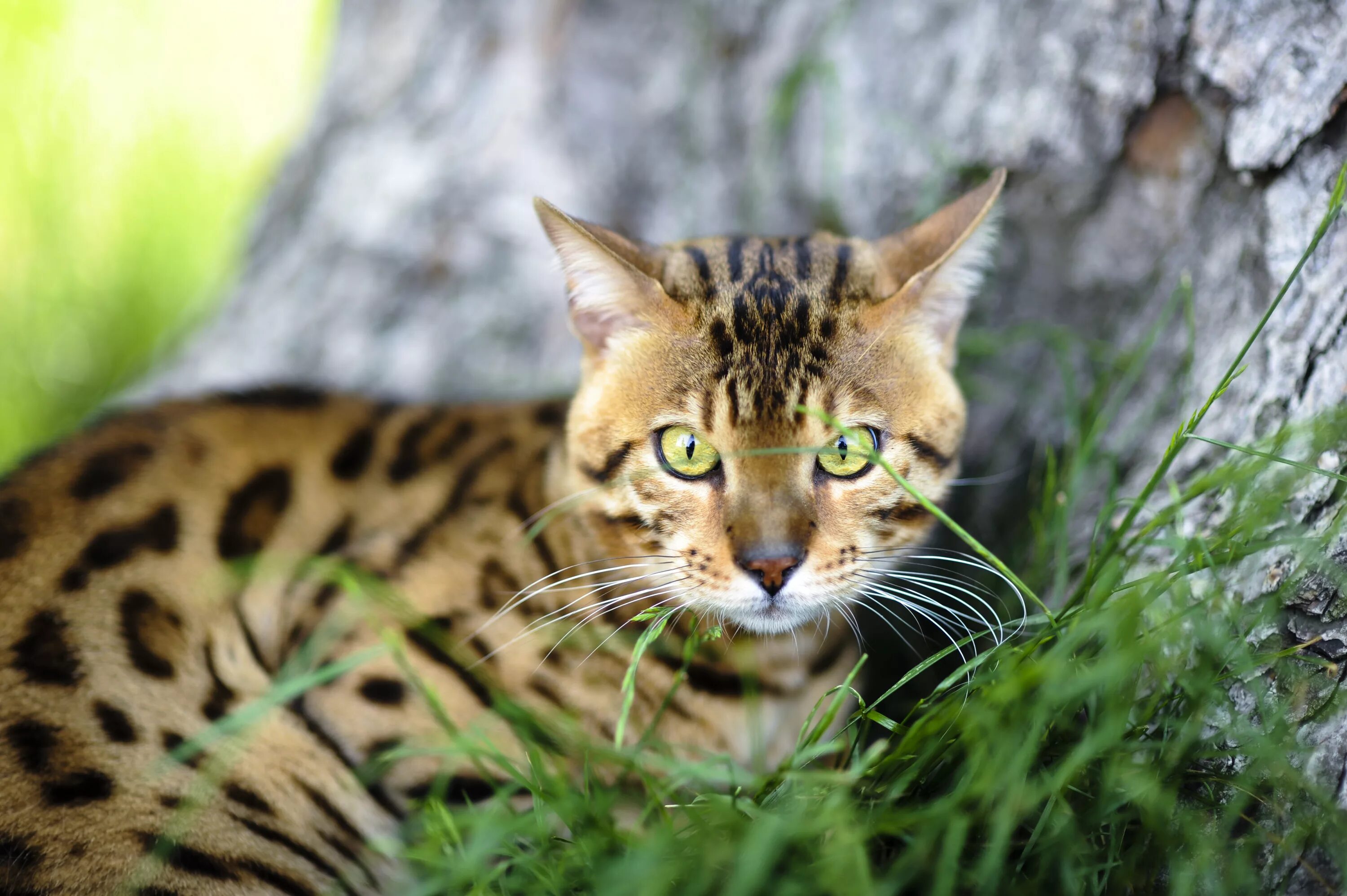 Near cat. Бенгальская кошка Дикая. Дикий бенгальский кот. Леопардовая кошка. Пятнистая кошка.