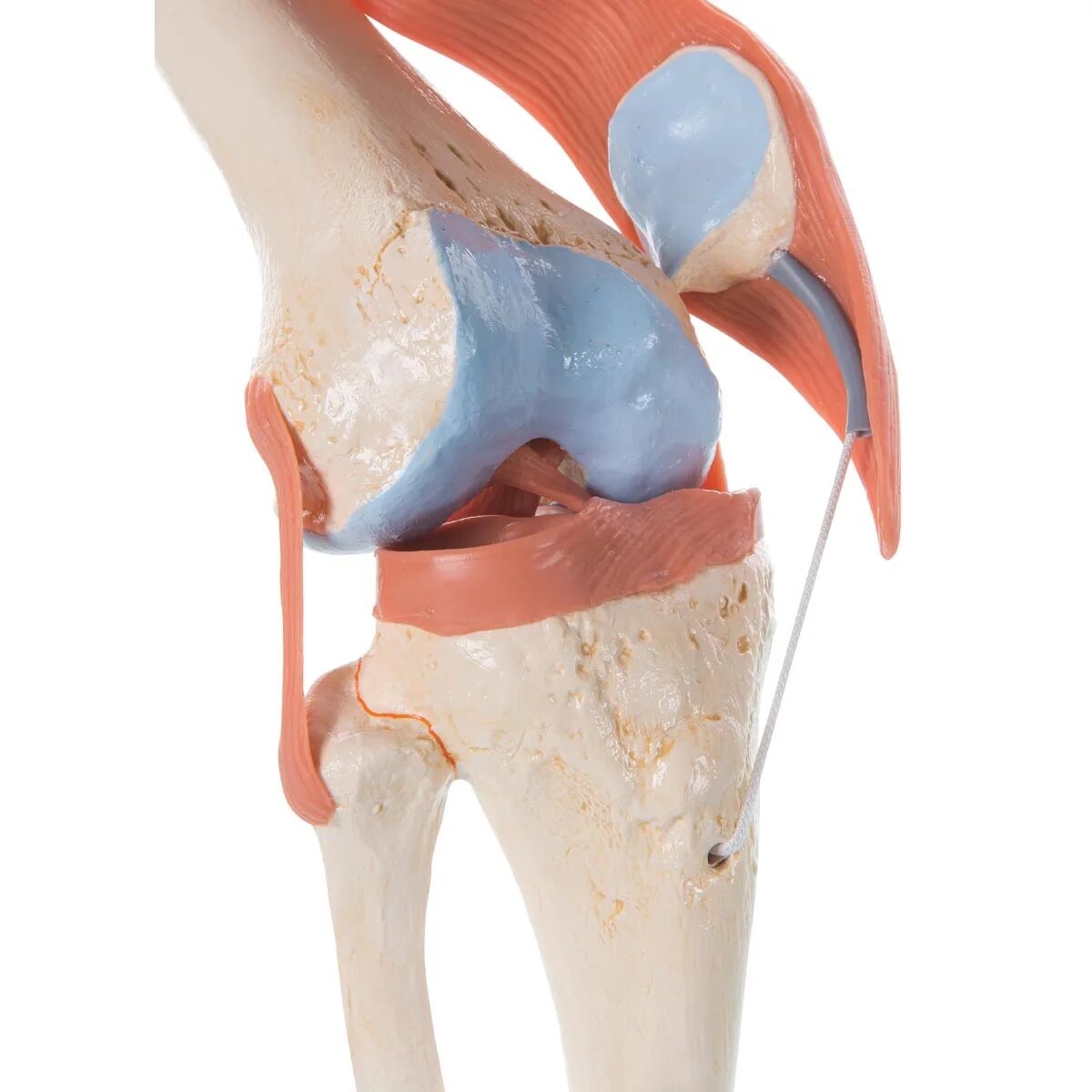 Коленный сустав анатомия 3d. Коленный сустав муляж. Анатомическая модель коленного сустава. Макет коленного сустава.