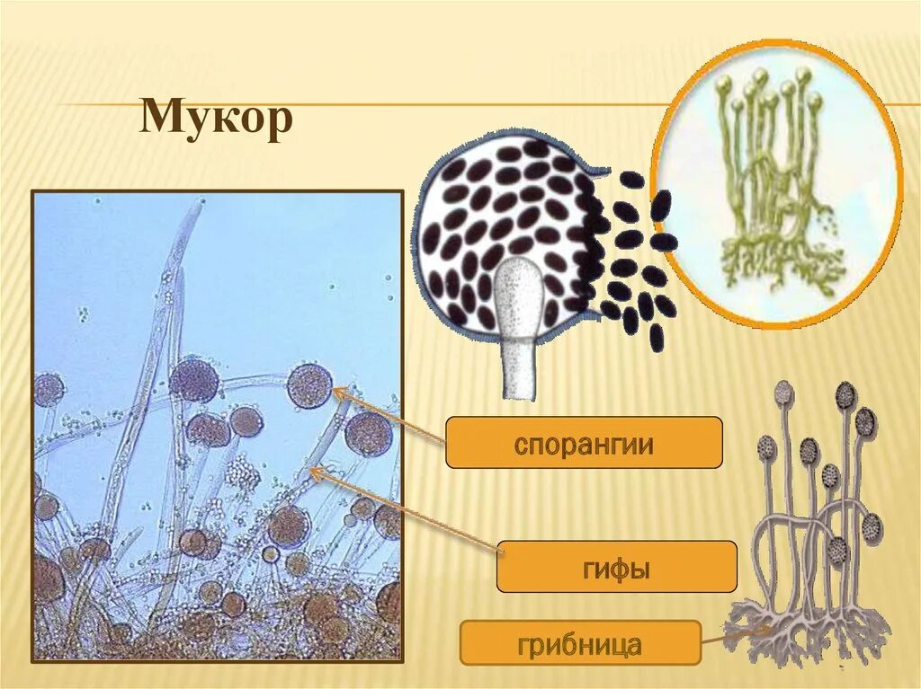 Примеры мукора. Гриб мукор грибница. Мицелия мукора грибница. Спорангии плесневых грибов. Mucor спорангии.