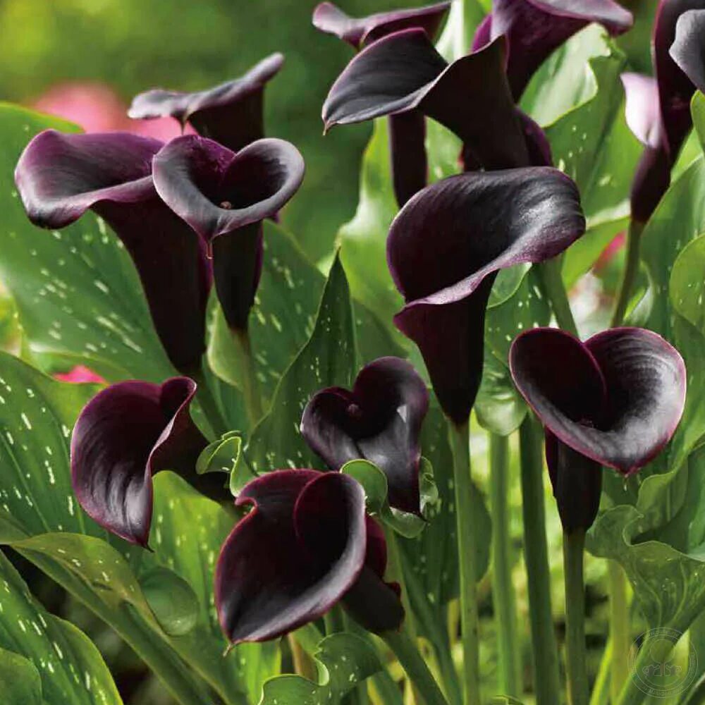 калла элегант свон. калла сан ремо. сорта калл фото. калла purple sensation. калла кристал блаш.