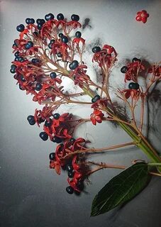 Клеродендрум семена