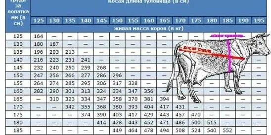 Живой вес быка цена. Таблица привесов КРС. Таблица измерения веса Быков. Таблица измерения КРС живым весом Быков рулеткой. Таблица живого веса крупного рогатого скота.