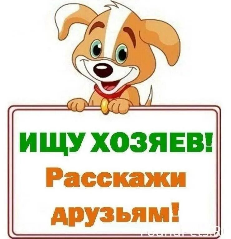 Человек с собакой силуэт. Котята ищут дом. Ищем собственника квартиры. Ищу хозяина. Нужен хороший хозяин картинки.