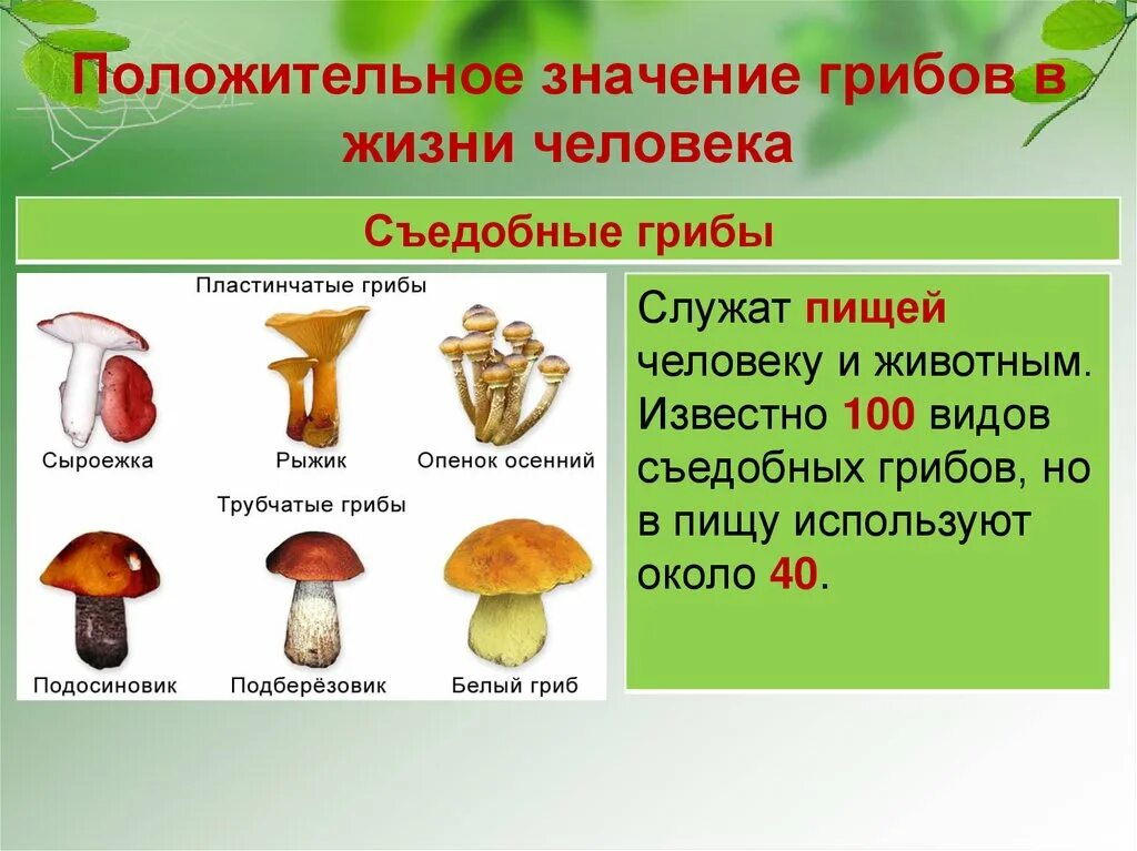 Название гриба значение. Положительное значение грибов. съедобные грибы в жизни человека.. грибы презентация. положительные грибы.