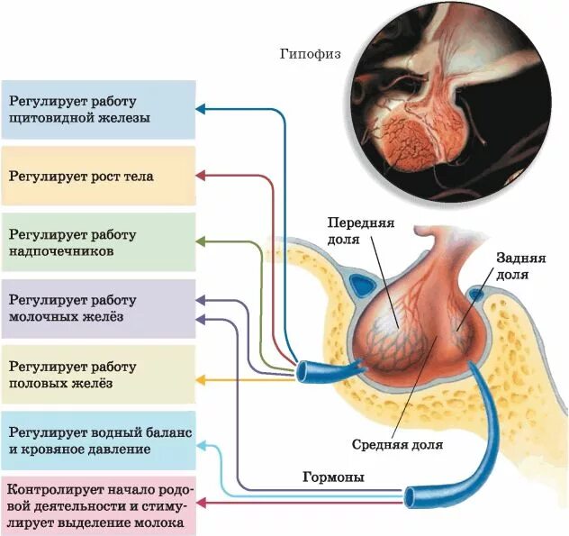Гипофиз как улучшить его. Действие гормонов гипофиза на организм. Гипофиз функции. Структура и функции гипофиза. Эффекты гормонов аденогипофиза.