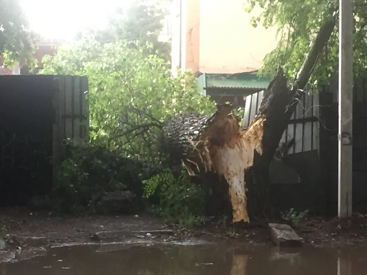 Ураган фото. Деревья в Воронеже. Ураган в Воронеже. Ураган сдувает деревья.