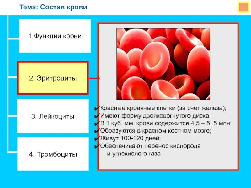 Кровь краткое содержание. Функции составляющих крови человека. Функция эритроцитов в крови 8 класс биология. Строение и функции компонентов крови. Функции крови 8 класс биология.