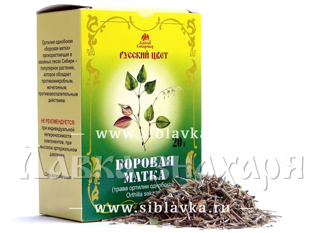 Боровая матка трава. Боровая матка для зачатия. Боровая матка трава. Боровая матка матка. Баровая матка.