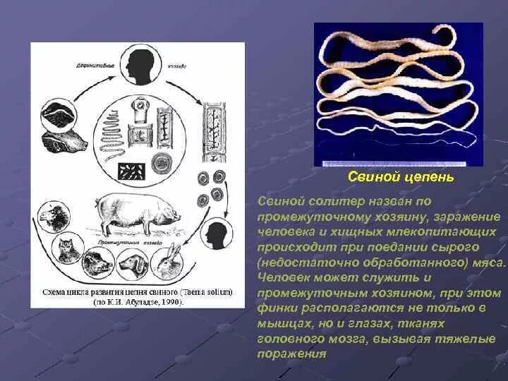 Может ли человек заразиться бычьим цепнем. Свиной цепень пути заражения. Свиной цепень способы заражения. Способ заражения свиного цепня.