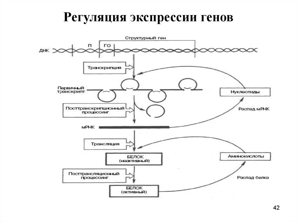 Экспрессия прокариот