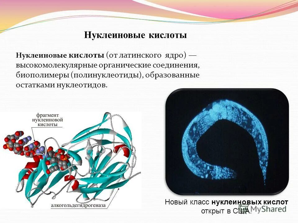 Нуклеотид биополимер