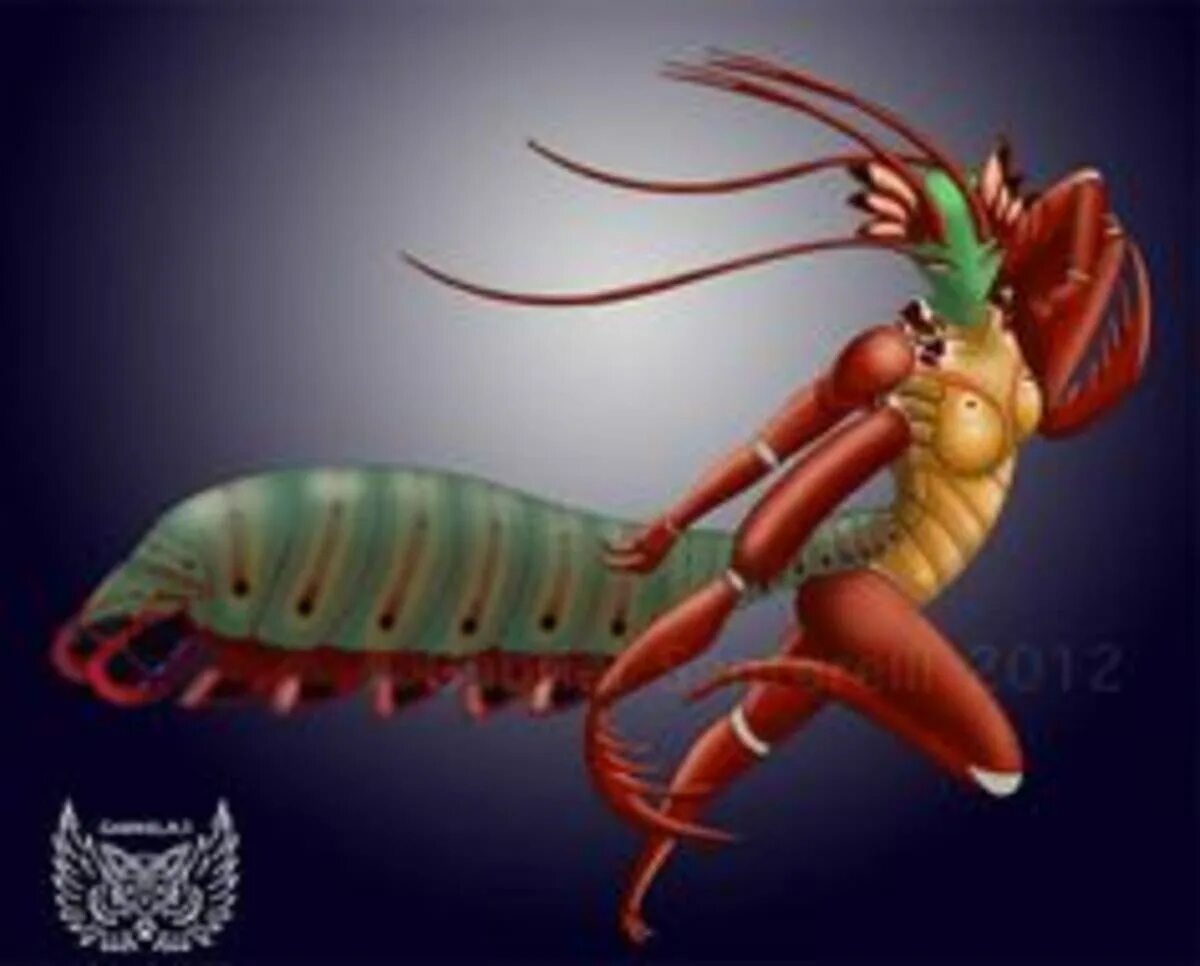 Креветка-богомол Мантис. Мантис Шримп. Mantis Shrimp монстр арт. Креветка богомол хвататель.