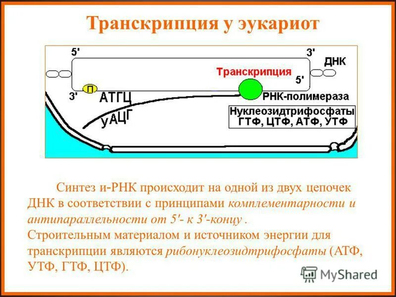 Образование рнк происходит