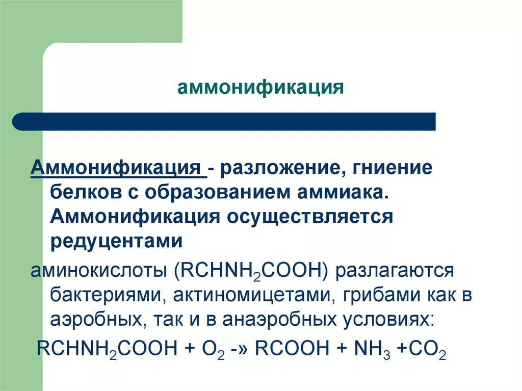 Аммонификация. Суть процесса аммонификации. Процесс аммонификации белков. Реакция аммонификации.