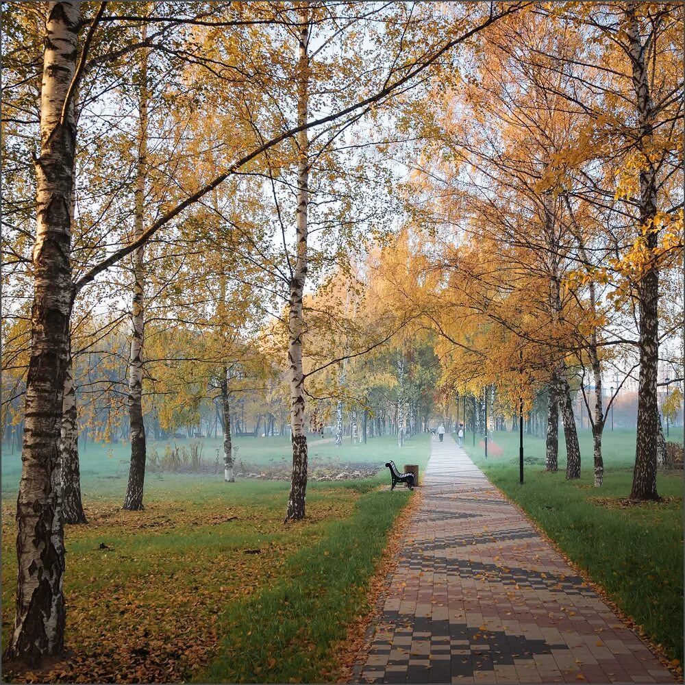 Утро в парке. Осеннее утро в парке. Осеннее утро в парке. Осень в городе. Осенний парк туман.