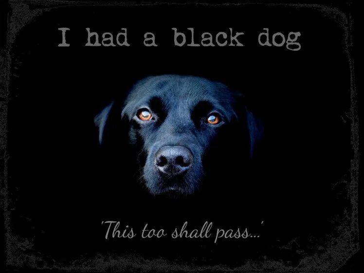 This dog is black. Собака на черном фоне обои. This dog is black. This dog is black. Черный пушистый пес.