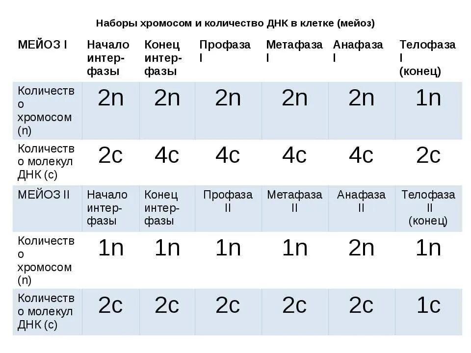 Какой набор хромосом при мейозе