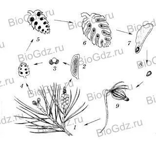 На каком рисунке изображены голосеменные растения