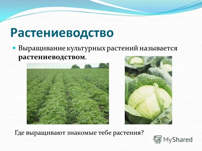 Значение культурных растений в жизни человека 7. Растениеводство культурные растения. Выращивание культурных растений. Классификация культурных растений. Возделывание культурных растений.