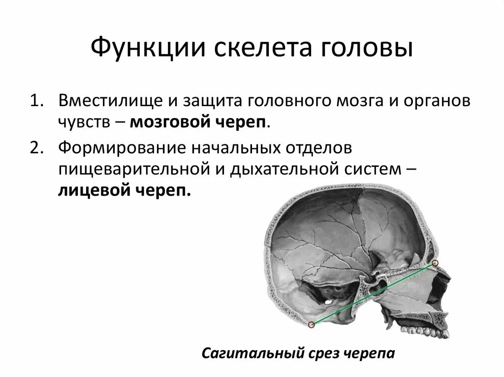 Функции мозгового и лицевого отделов черепа. Функции мозгового отдела черепа человека. Отдел череп мозговой отдел функции. Функции костей мозгового отдела черепа человека.