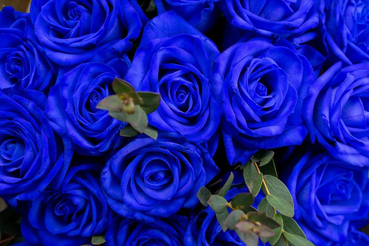 См синий. Голубая Перинея роза. Синий цвет. Красивый синий. Синей цвет.