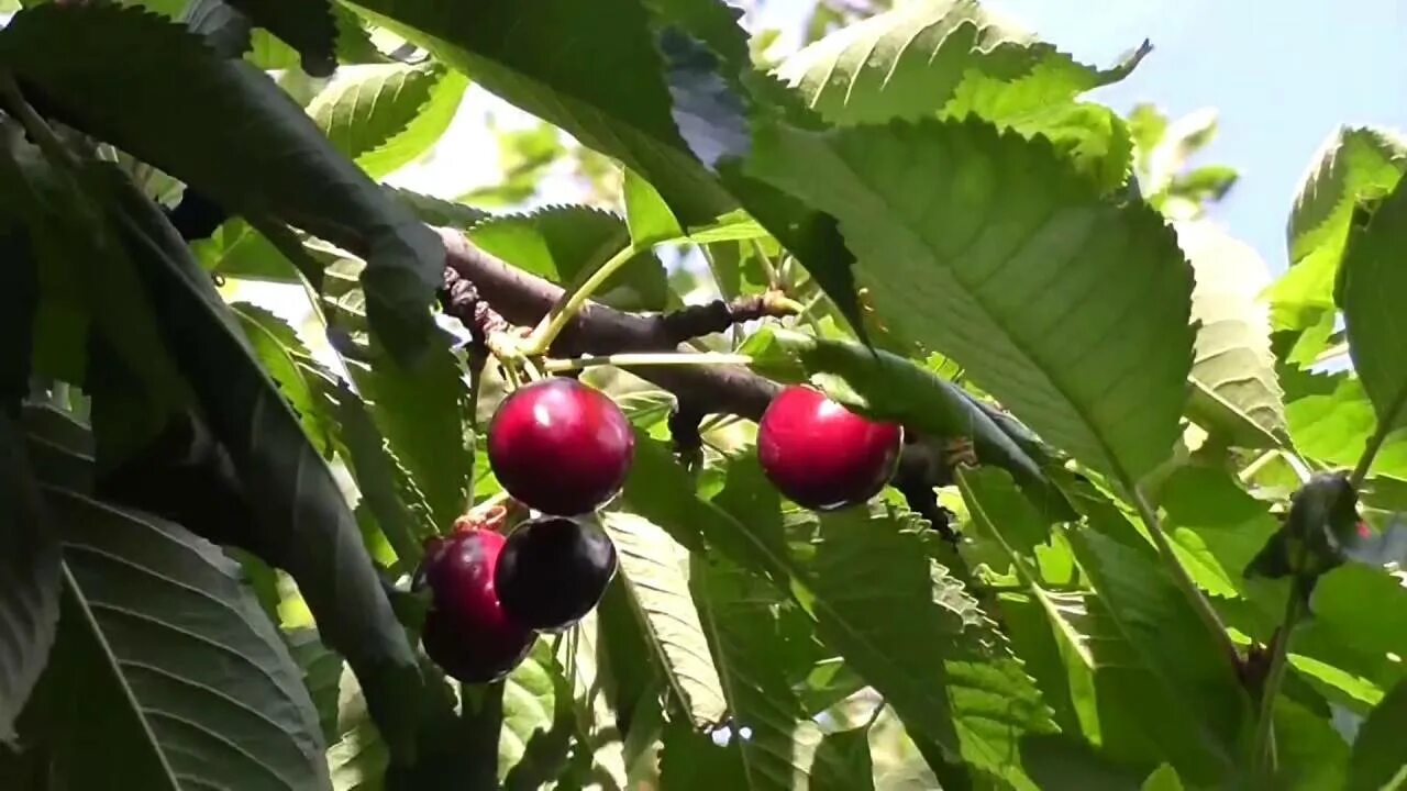 Черешня чкалова описание сорта опылители. Сорт черешни Чкалов.