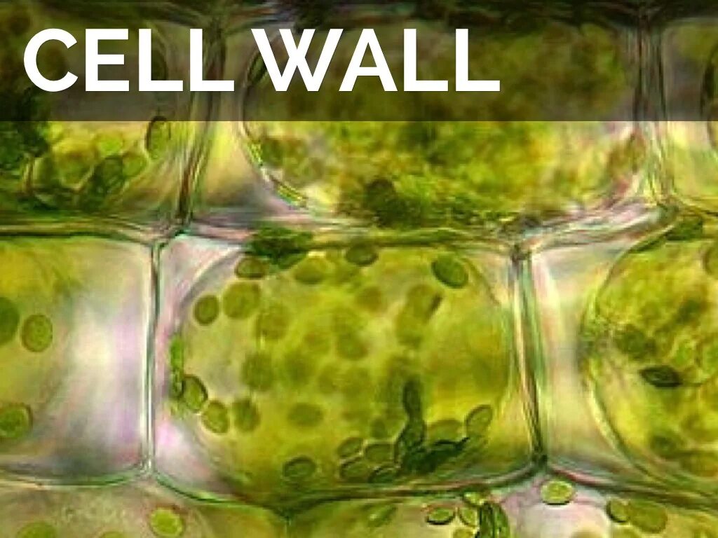 Cells wall