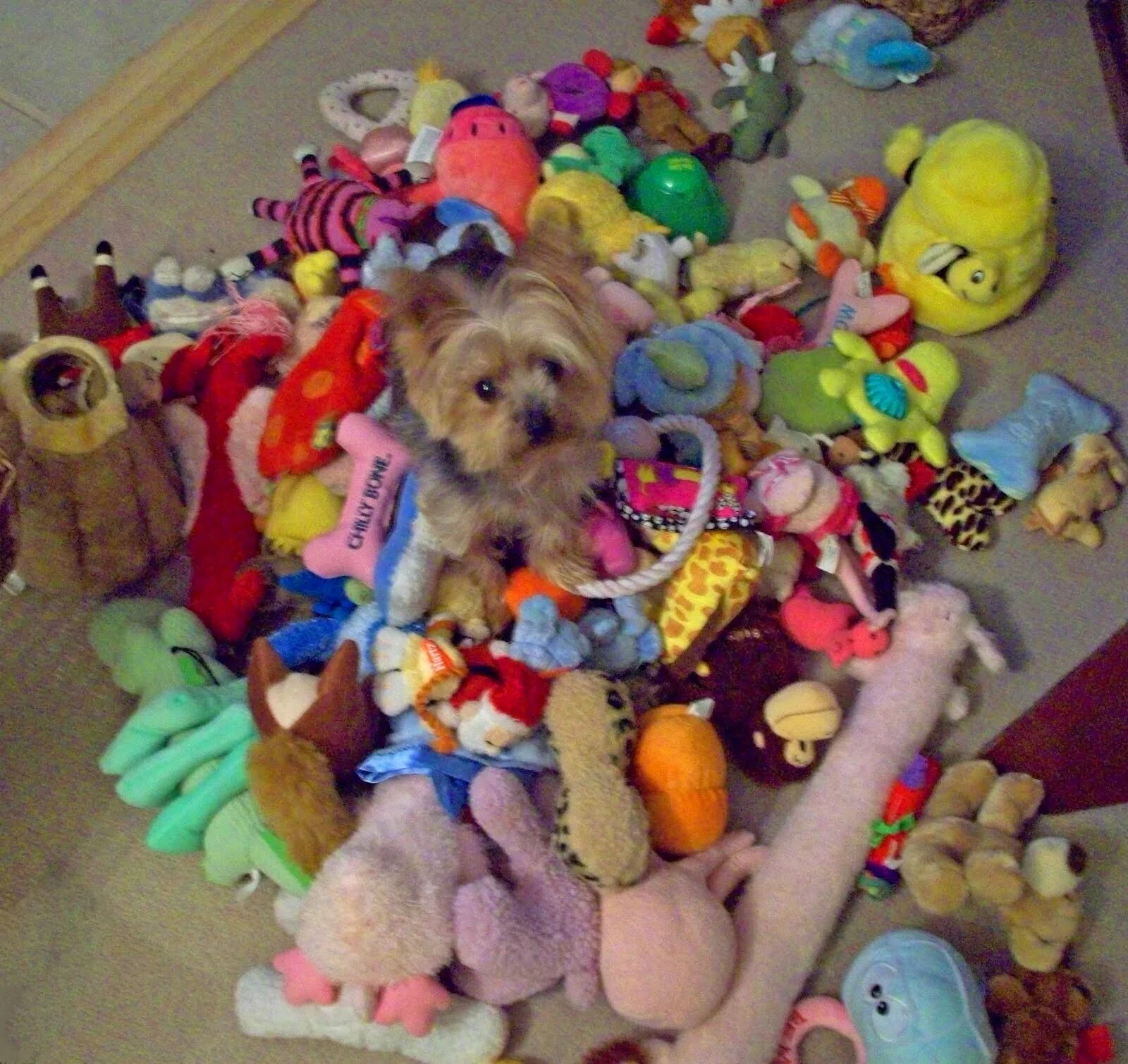 Какие игрушки надо. Много игрушек. Много игрушек для собак. Много щенков с игрушкой. Любые игрушки.