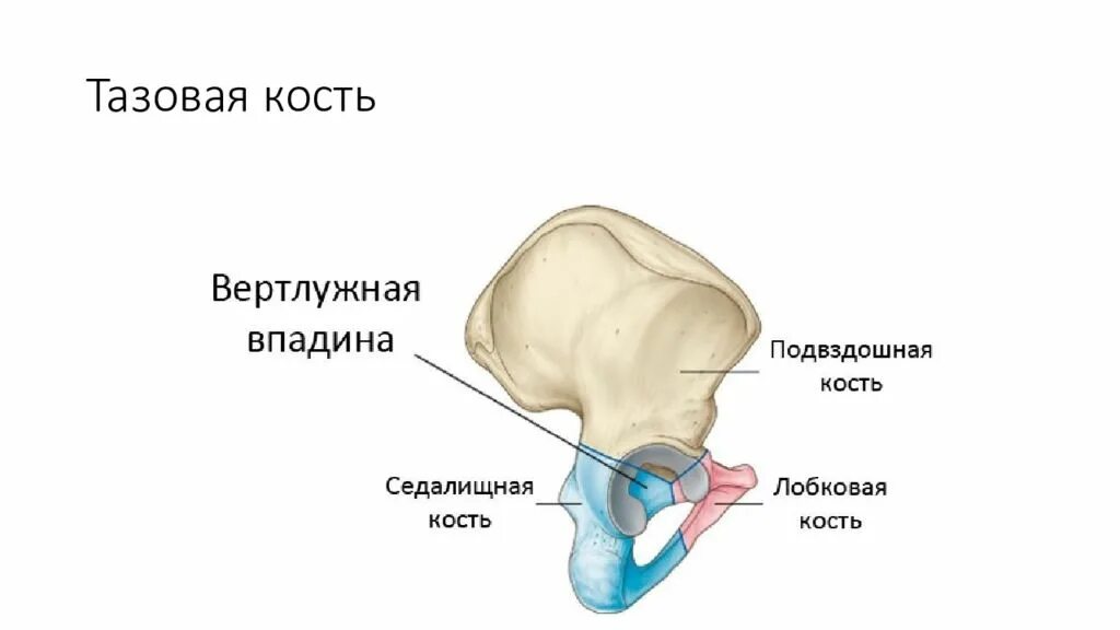 Вертлужная впадина кость. Тазовая кость вертлужная впадина. Таз анатомия вертлужная впадина. Кости вертлужной впадины анатомия.