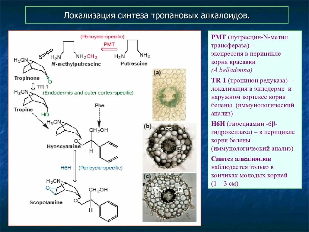 Экзоциклические алкалоиды. Пилокарпин алкалоид. Метаболизм морфина. Синтезированные алкалоиды. Алкалоиды растительного происхождения.