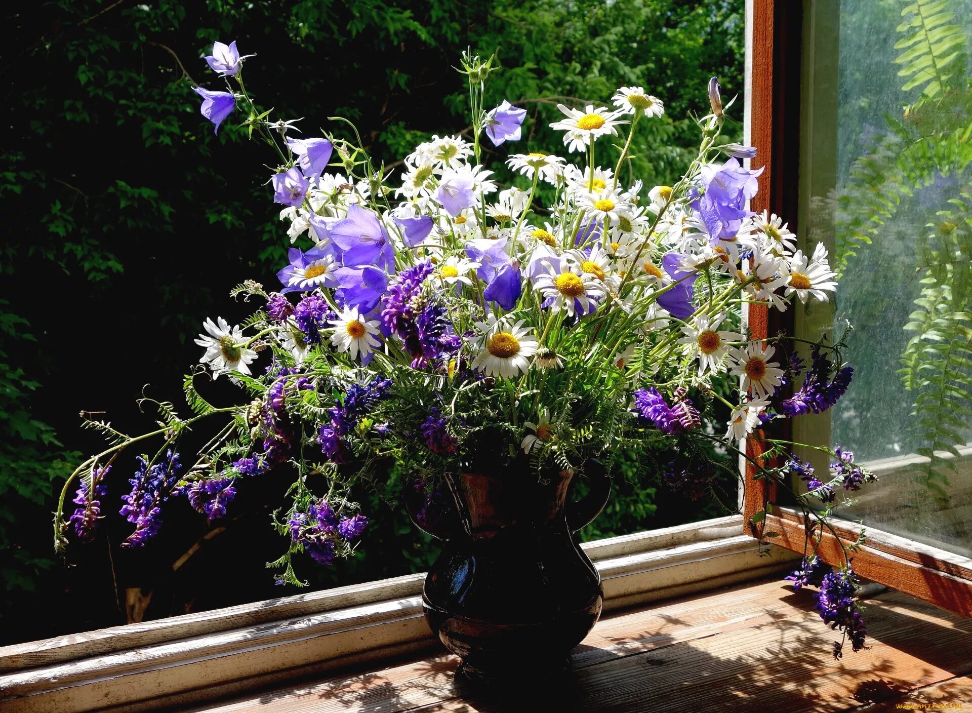 красивые травинки в поле. натюрморт: цветы. цветы лучше собирать утром или под вечер. лучи солнца в поле. солнечный цветок.