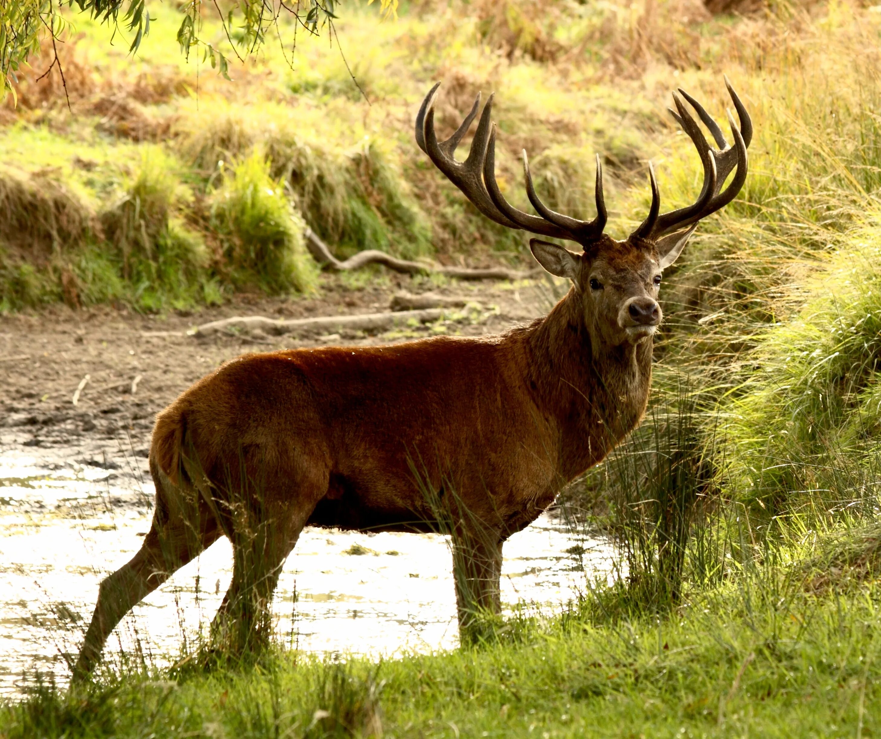 Международный олень. Благородный олень (Cervus elaphus). Благородный олень изюбрь. Пятнистый олень, благородный олень. Корсиканский благородный олень.