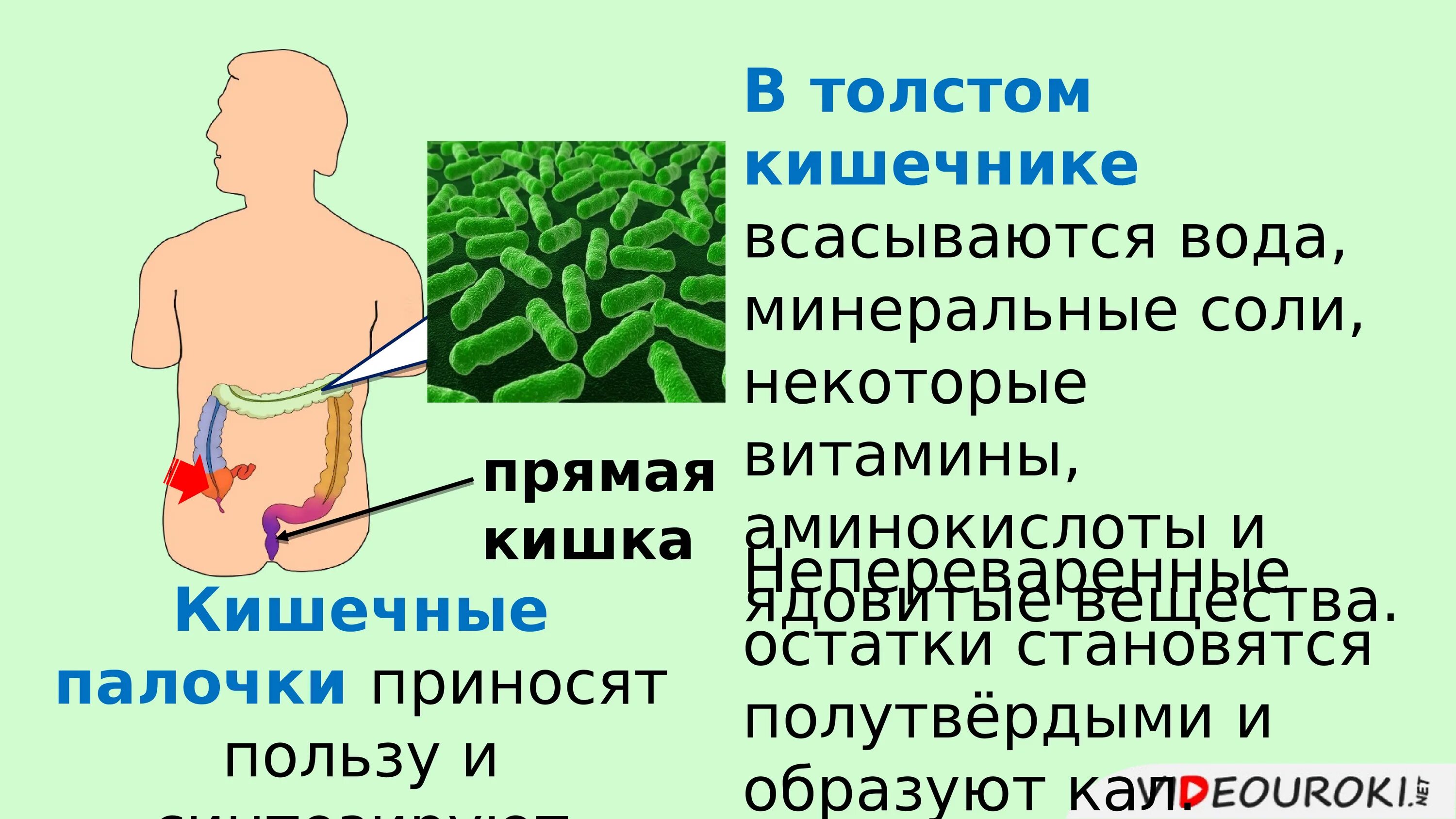 Пищеварение в кишечнике всасывание питательных. Всасывание воды и Минеральных веществ в кишечнике. Всасывание воды в кишечнике. Вода попадает в кишечник