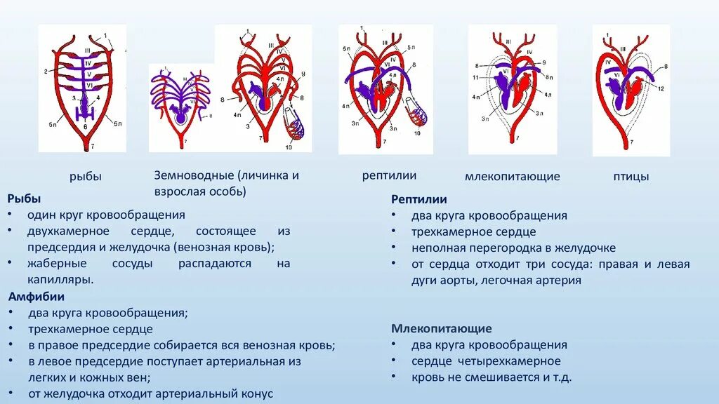 Земноводные строение кровеносной системы сходство и различия. Схема строения кровеносной системы позвоночных. Кровеносная система хордовых схема. Схема строения кровеносной системы хордовых. Схема эволюции кровеносной системы хордовых.