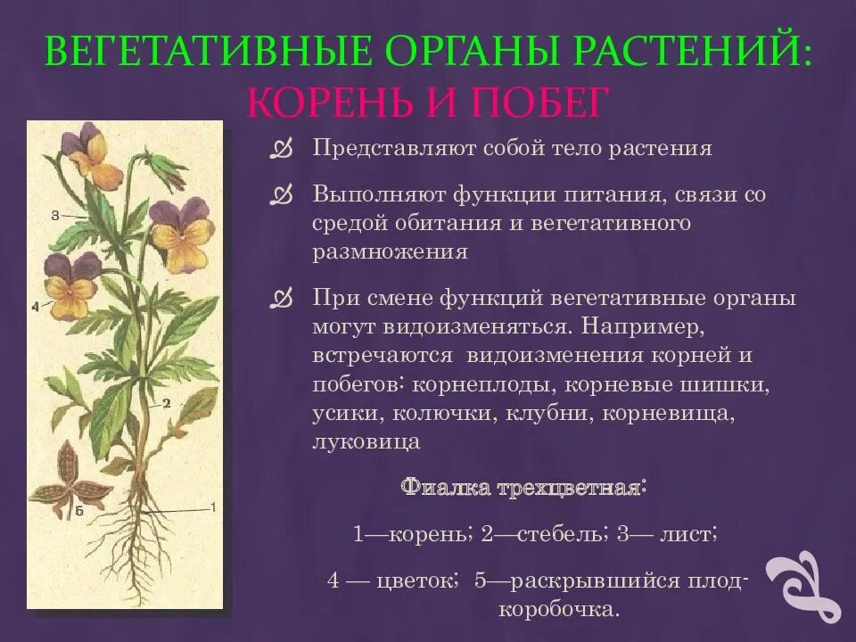 Какую функцию выполняет цветок кратко. Вегетативные органы растений. Функции вегетативных органов. Признаки вегетативных органов. Классификация вегетативных органов растений.