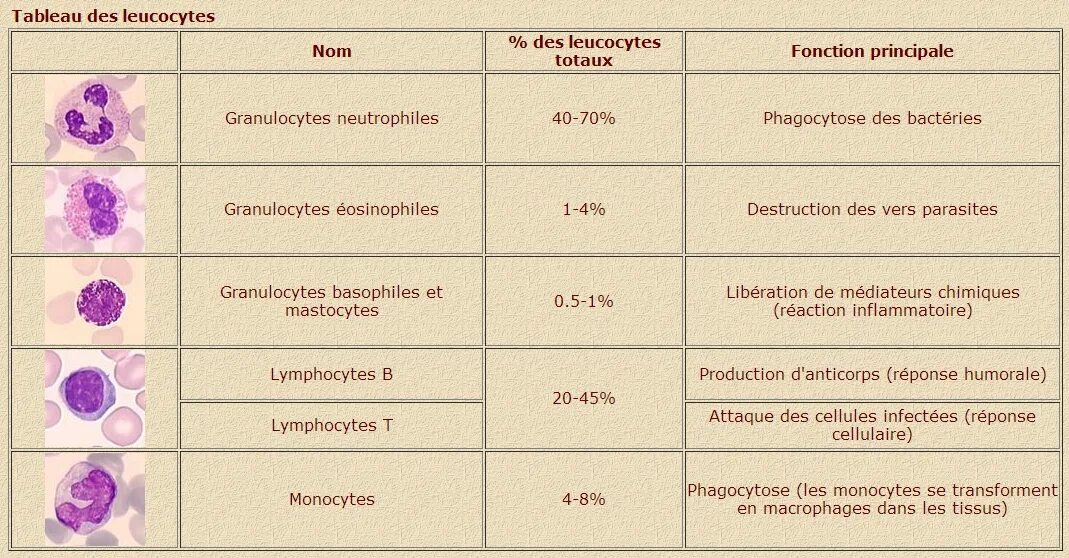 Des abrutis des putes перевод. Leucocytes and lymphocytes. Leucocytes и анализах. Leucocytes Cells. Lymphocytes и leucocytes вопросы по английскому.