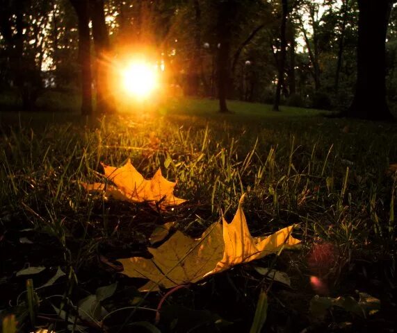 Доброй осенней ночи красивое. Красивых осенних снов. Теплой сентябрьской ночи. Доброй осенней ночи природа. Спокойной ночи осенний лес.