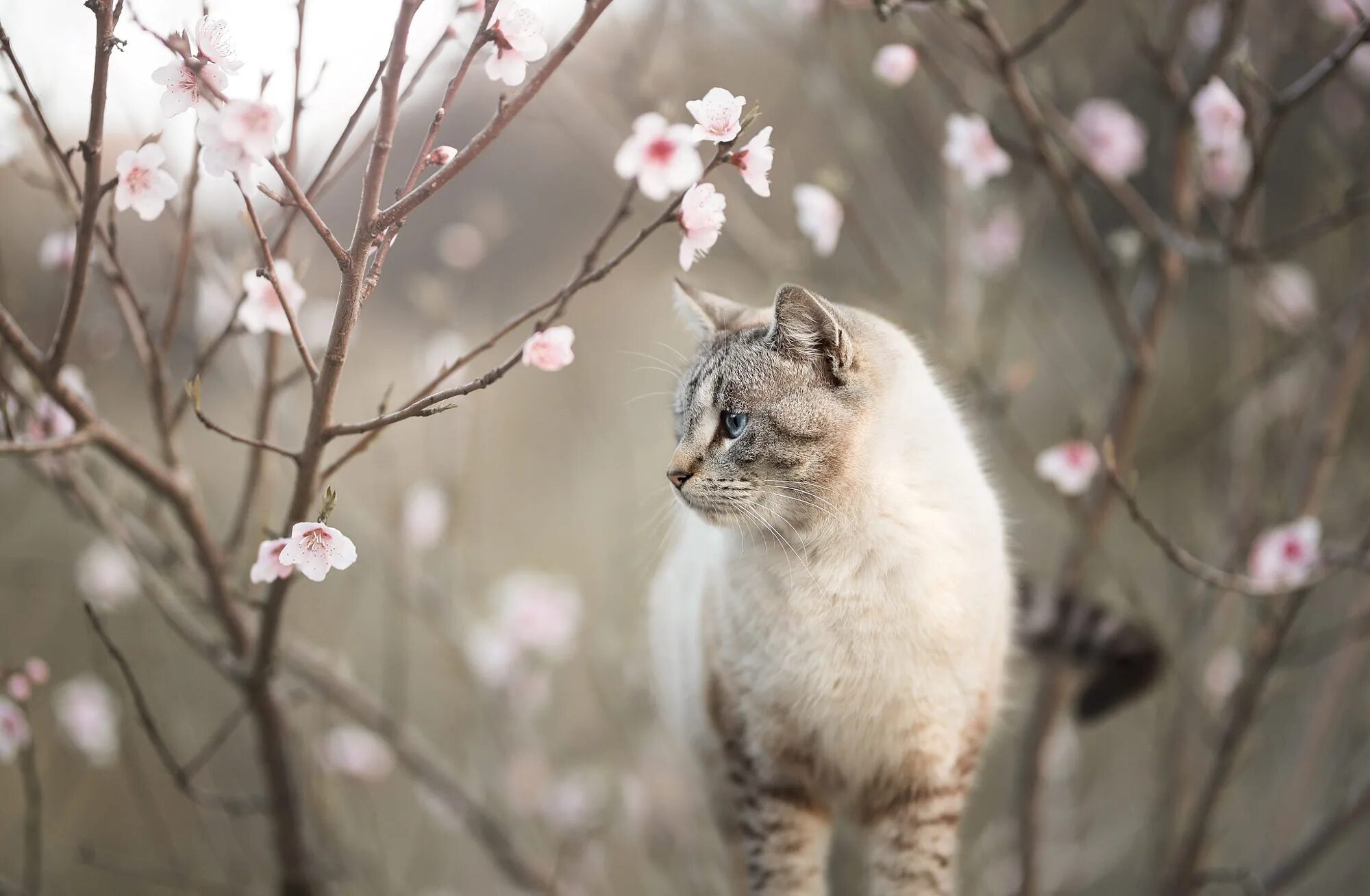 Весенняя кошечка. Весенняя кошка. Кошки весной.