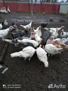 Индюшата на авито мамедкала