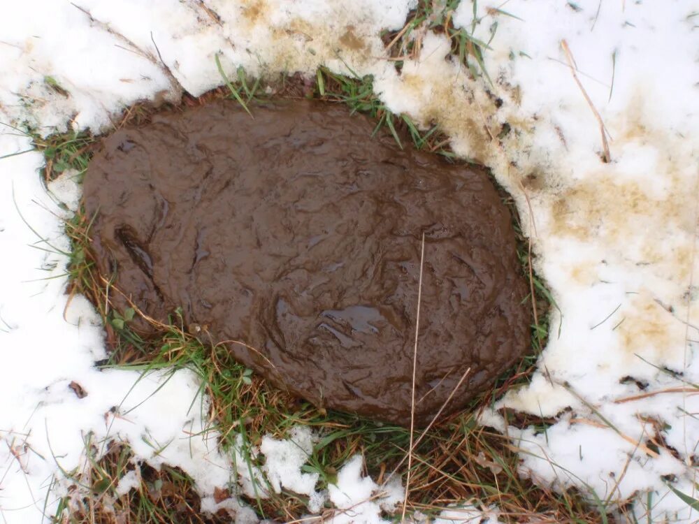 Навоз собак. Человеческие экскременты. Навоз собак. Навоз собак. Собачья эскременты.