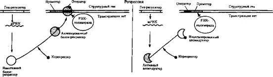 Контроль экспрессии. Контроль экспрессии