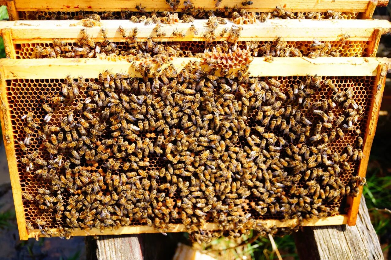 Купить пчелосемьи в воронежской области 2024 году. Матка Карника, Карпатка ,Бакфаст. Матка Бакфаст. Пчелопакеты рут порода Карника. Ульи для пчел.