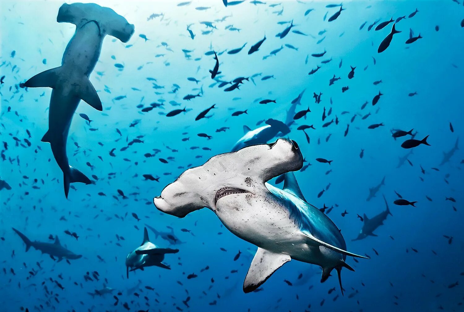 Акула молот опасна ли для человека. Молотоголовые акулы в тихом океане. hammerhead shark. акула молот. молот-рыба.