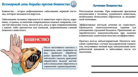 Прививка от бешенства человеку после укуса