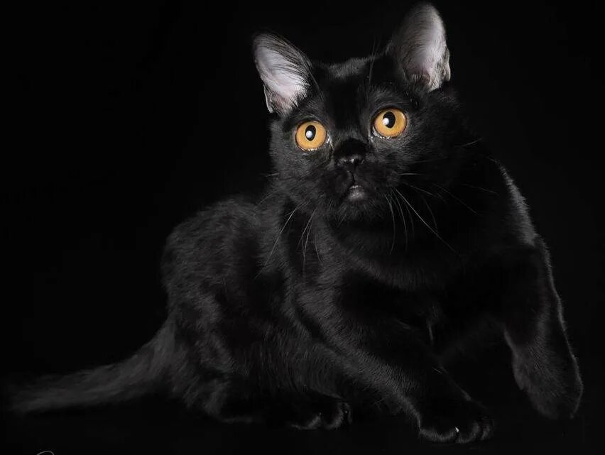 Британская Бомбейская кошка. Бомбейская Бурманская. Бомбейская черная кошка. Чёрная кошка порода Бомбейская. Черная кошка содержание