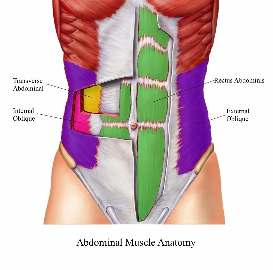 Передняя прямая мышца живота. Transversus abdominis. М. rectus abdominis. Transversus abdominis мышца. Строение мышц живота.