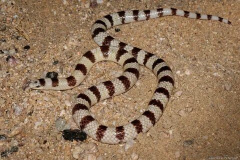 California Snakes