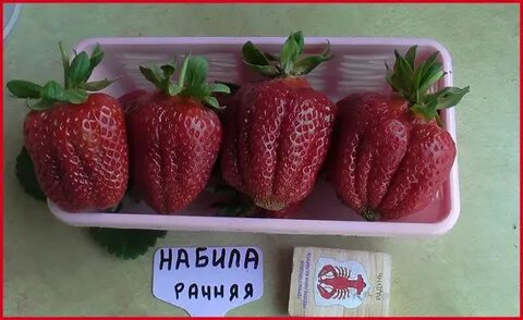 20 мая 2024 клубника