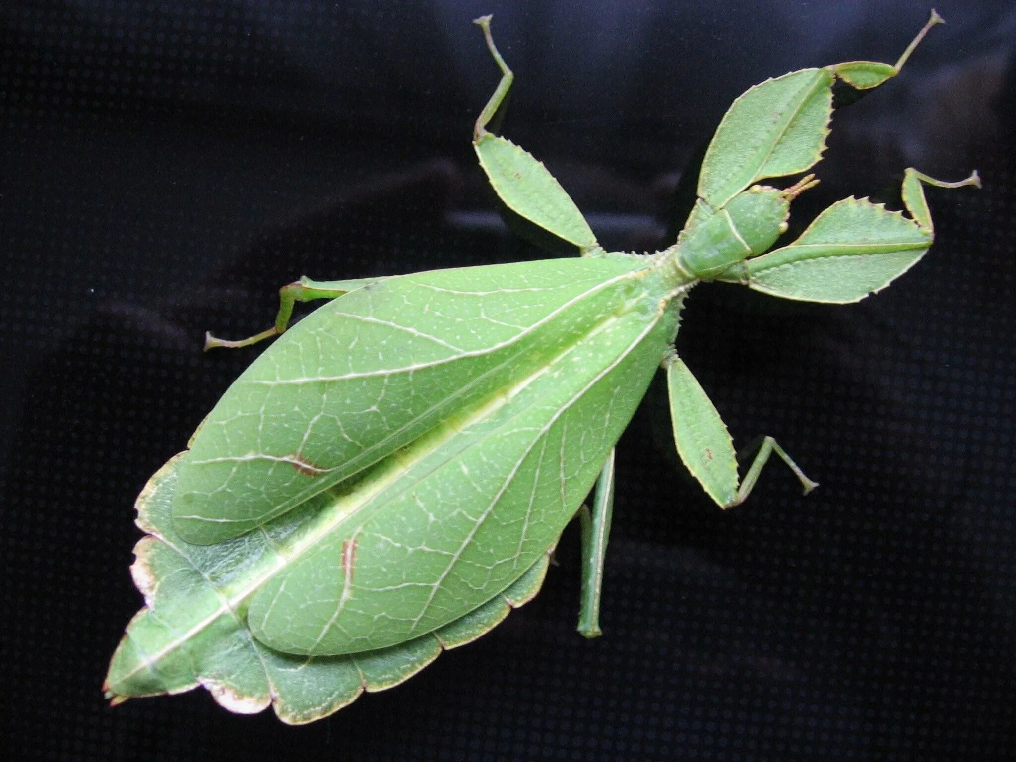 Листовидная форма тела. Палочник листотел. Палочник листовидка phyllium siccifolium. Богомол листовидка. Листовидная форма тела.